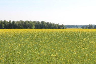 Tecavüz tarlası. Ormanın ve gökyüzünün arka planında bir sürü sarı kolza çiçeği var.