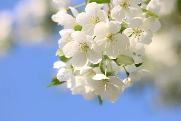 Tender spring Apple blossom. White Apple blossoms. Snow-white Apple blossom in spring against a blue sky