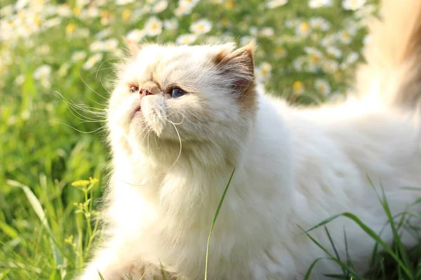 White Furry Cat Walk Happy Cat Enjoys Walk Portrait Cat — Stock Photo, Image