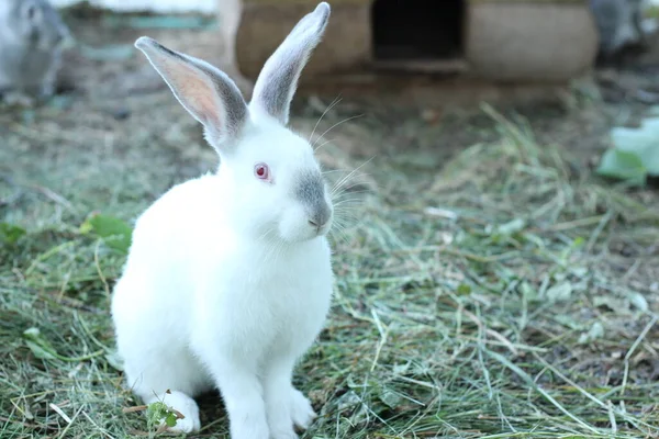 A cute white rabbit is sitting in its cage on a summer day