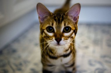 Bengal Kittet. Güzel burunmuş. Bengal kedisi 