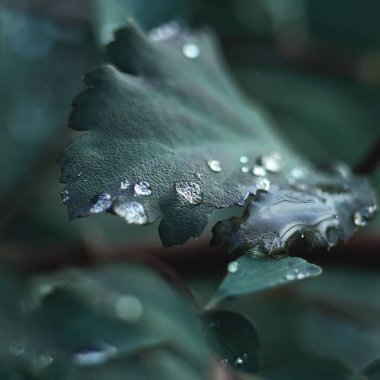 Damlalı yeşil yaprak, damlalara odaklan