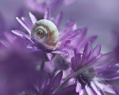 Kabuk ve çiçekler, seçili odak resminin