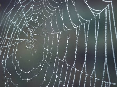 Sabah çiğ taneleriyle örümcek ağı
