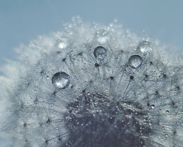 Water Drops Parachutes Dandelion Dewdrop Head Dandelion Macro Selected Focus — Stock Photo, Image