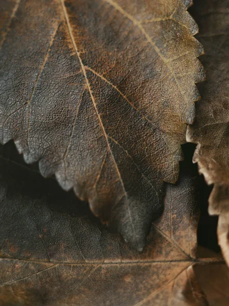 葉は茶色の秋 質感に焦点を当て — ストック写真