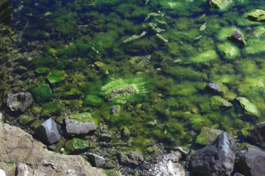 Deniz yosunlarıyla kaplı kayalar. Karadeniz..