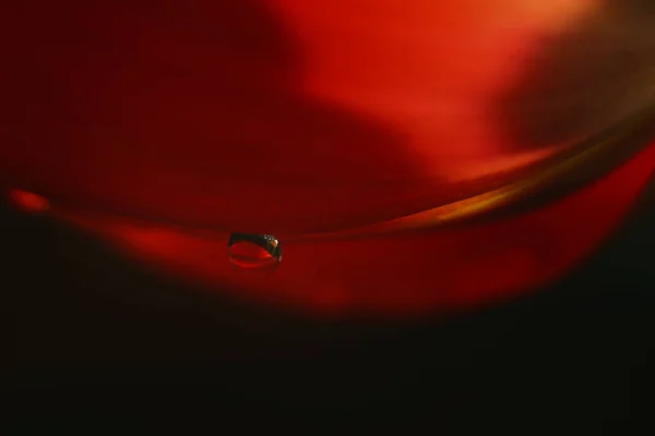 Closeup photo of red tulip,dew drop on petal of flower,selected focus on drop — Stock Photo, Image