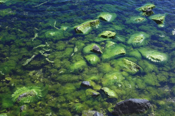Pedras cobertas de algas marinhas no mar Negro, close-up de musgo do mar verde . — Fotografia de Stock