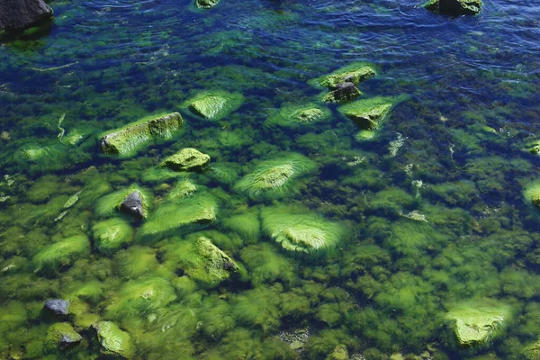 바다에 있는 알 가에 덮인 돌들, 녹색 바다 이끼의 근접 사진. — 스톡 사진