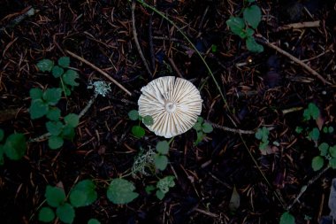 Ormanda, Bolu Gölü 'nde, Turkey' de büyüyen bir beyaz müzik odası.
