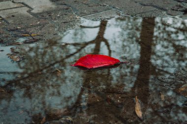 Kırmızı yaprak yere düştü. Ağacın sudaki yansımasıyla, sonbaharda.
