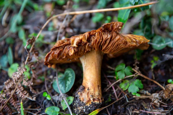 一只野生的褐色蘑菇躺在森林的地板上 伯鲁湖土耳其 — 图库照片