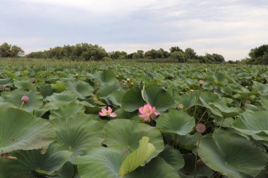 Astrakhan biyosfer rezervindeki nilüfer tarlaları.