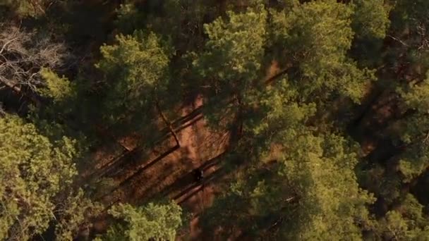 un homme marche dans la forêt vidéographie aérienne 