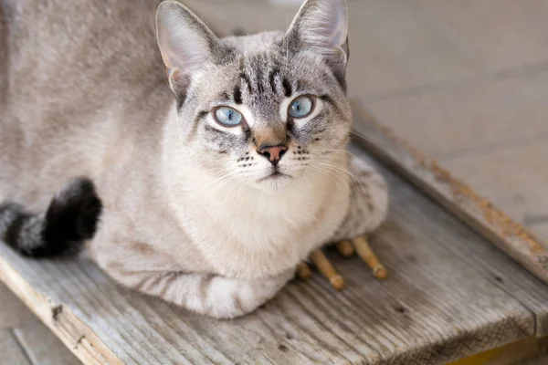 Katt med kycklingben — Stockfoto