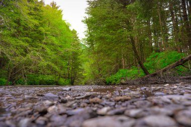 Güzel Yeşil Orman Arkaplan Duvar Kağıdı