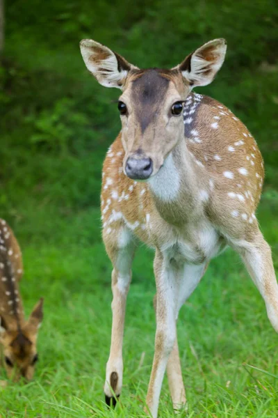 Uroczy Jeleń Gapi Się Indian Forest — Zdjęcie stockowe