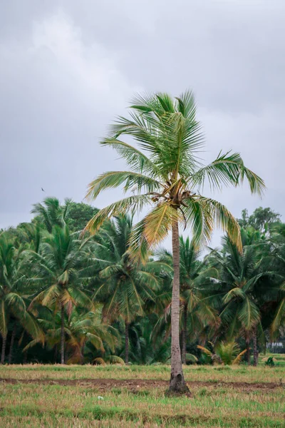 Kokosový Strom Farmě — Stock fotografie