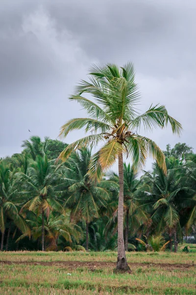 Kokosový Strom Farmě — Stock fotografie