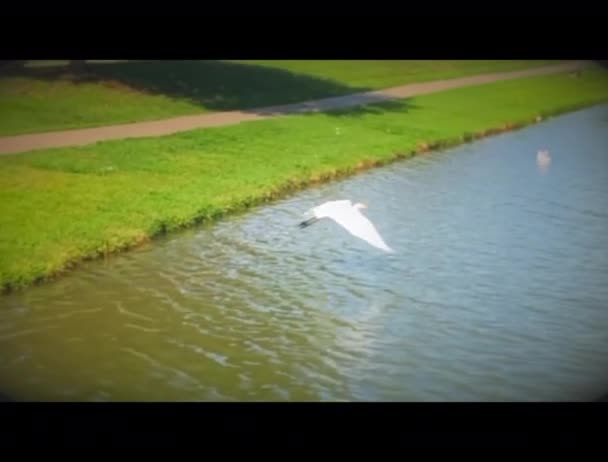 Żuraw Latający Jeziorze — Wideo stockowe