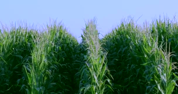 Campos Maíz Industria Agrícola Para Alimentos — Vídeos de Stock