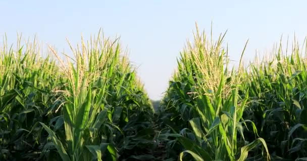 Campos Maíz Industria Agrícola Para Alimentos — Vídeo de stock