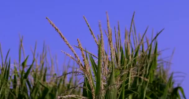 Campos Maíz Industria Agrícola Para Alimentos — Vídeo de stock