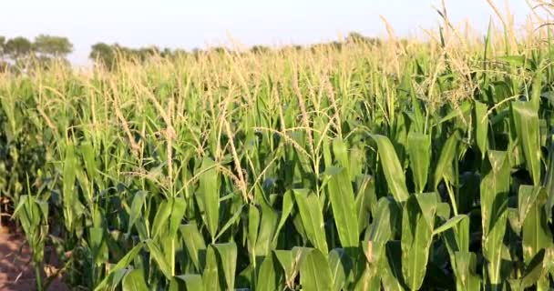 Кукурузные Поля Сельское Хозяйство Пищевой Промышленности — стоковое видео