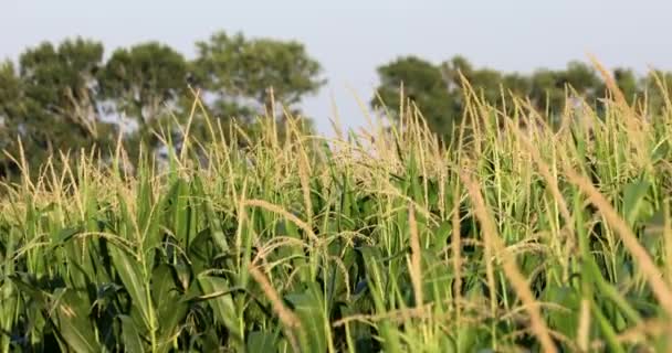 Campos Maíz Industria Agrícola Para Alimentos — Vídeo de stock