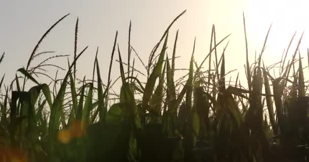 Campos Maíz Industria Agrícola Para Alimentos — Vídeo de stock