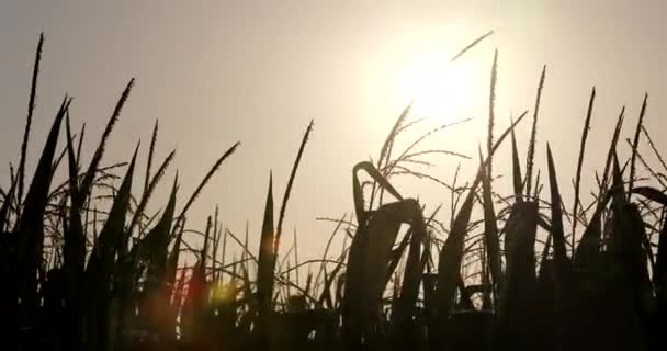 Campos Maíz Industria Agrícola Para Alimentos — Vídeo de stock