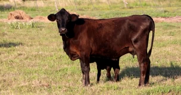 奶牛和可爱的小牛犊凝视着农场 — 图库视频影像