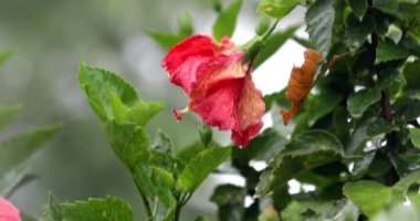 Yağmurlu bir günde, Bahçedeki Kırmızı Çiçek