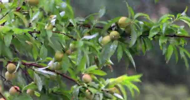 Персики Саду — стоковое видео