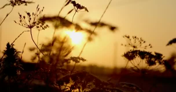 Flores Silvestres Una Puesta Sol — Vídeo de stock