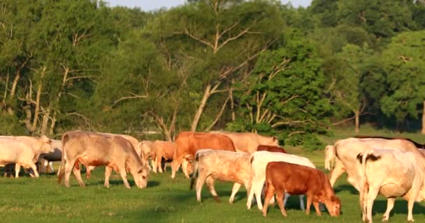 農場内の牛 — ストック動画