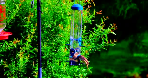 Alimentazione Uccelli Nel Giardino — Video Stock