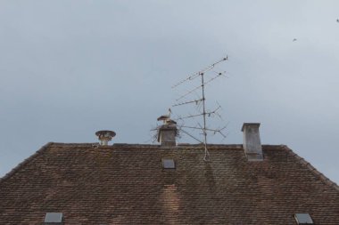 Leylekler yuvalarında