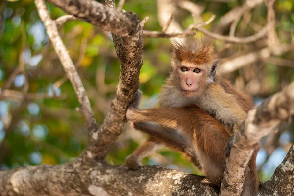 Ağaçlardaki vahşi maymun portresi