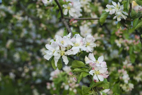 İlkbaharda elma ağacı çiçekleri