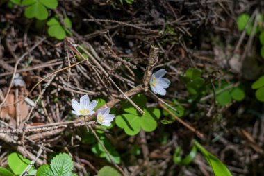 İlkbaharda ormanda beyaz küçük çiçekler