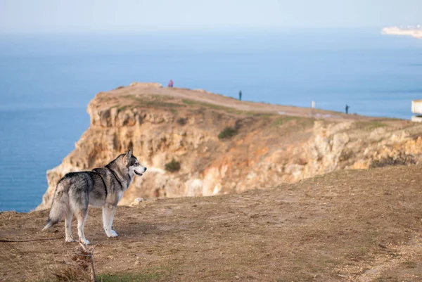 Denizin ve kayaların yanında yürüyen köpek.