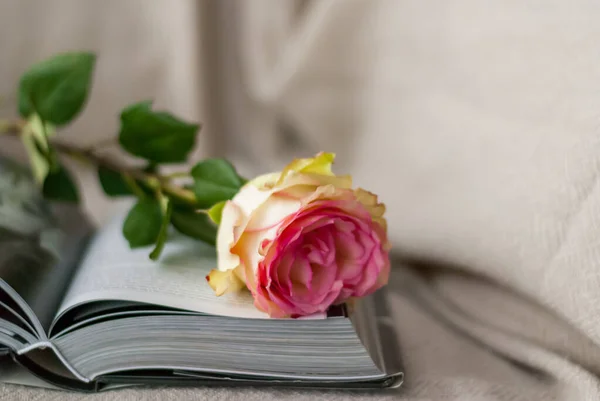 Rose ve kitap sandalyeye yakın çekim