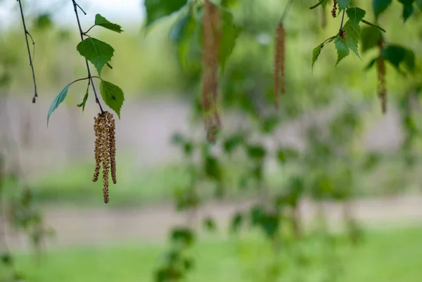 İlkbaharda huş ağacı çiçeği