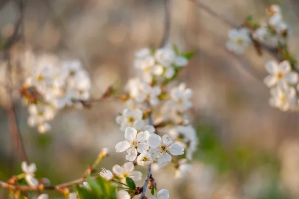 İlkbaharda kiraz çiçekleniyor.