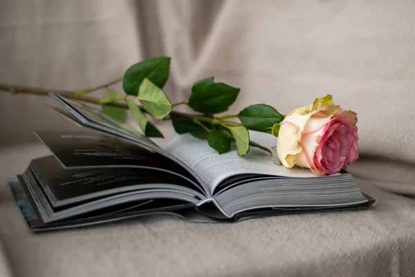 Rose ve kitap sandalyeye yakın çekim