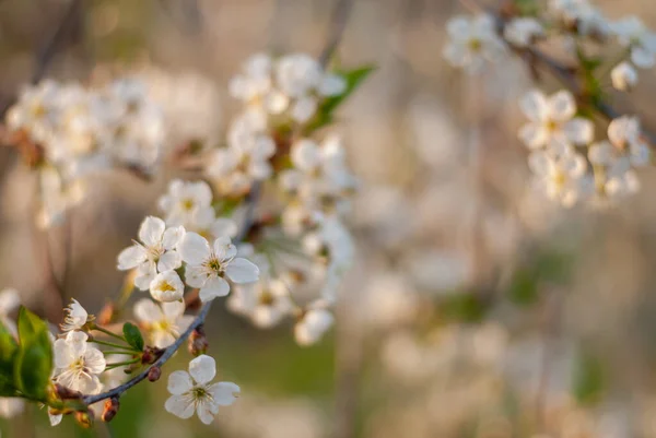 İlkbaharda kiraz çiçekleniyor.