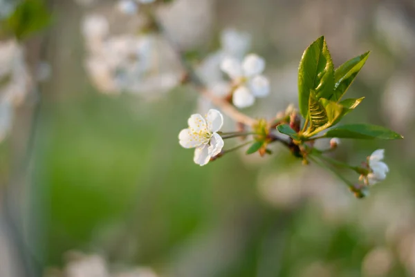 İlkbaharda kiraz çiçekleniyor.
