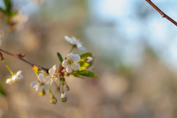 İlkbaharda kiraz çiçekleniyor.